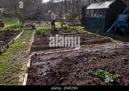Man gardener person working in spring garden with wood ash and compost mulch on raised beds getting ready for planting sowing seeds UK  KATHY DEWITT Stock Photo
