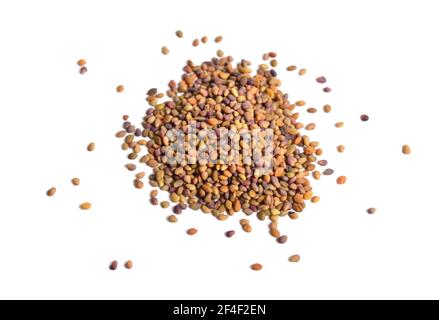 Seed Melilotus, known as melilot, sweet clover and kumoniga. Isolated Stock Photo