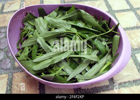 Closeup of fresh kangkung, kangkong, or water spinach. Stock Photo