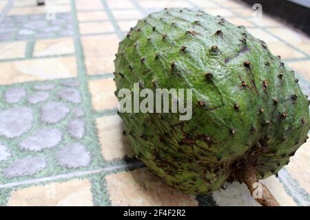 Dark green soursop or sirsak in Indonesia. Stock Photo