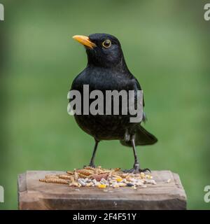 Blackbird perched on wooden table with bird food Stock Photo