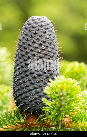 Cone of Abies delavayi (Delavay's silver fir) Stock Photo