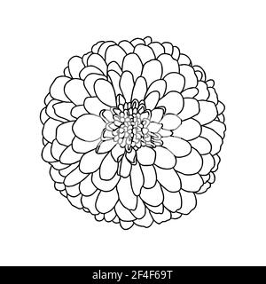 Line drawing chrysanthemum flower isolated on white background. Decorative element for tattoo, greeting card, wedding invitation, coloring book. Hand Stock Vector