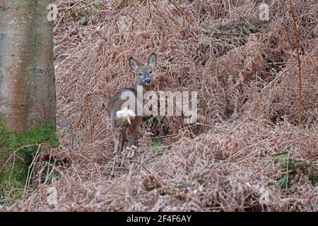 Female Roe Deer Forest of Dean UK Stock Photo