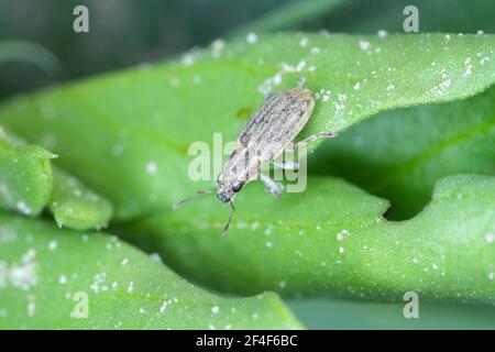 A pea leaf weevil (Sitona lineatus). beetle on the damaged plant. It is a pest of broad beans, field beans and other legumes. Stock Photo