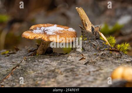 Tiny snow-covered mushroom growing out of the bark of a fallen tree trunk with moss on a warm spring morning Stock Photo