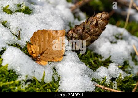 Autumn leaf and pine cone on snow-covered moss on a warm spring morning Stock Photo