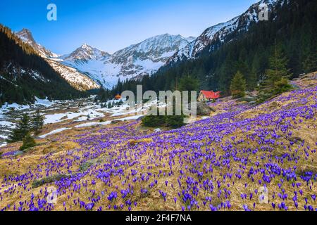 Amazing flowery fields with spring flowers and snowy mountains. Purple saffron flowers on the forest glade in the mountains, Fagaras mountains, Carpat Stock Photo