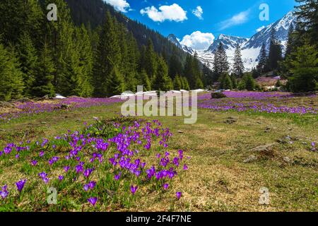 Stunning alpine spring scenery, wonderful flowery forest glade with blooming purple crocus flowers and snowy mountains in background, Fagaras mountain Stock Photo
