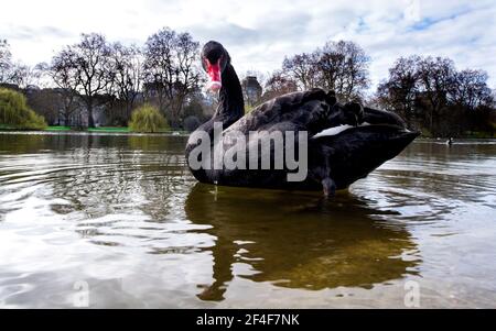 Tanke Rød dato Vågn op A black swan seen in St James's Park in London. Picture date: Sunday March  21, 2021. Photo credit should read: Ian West/PA Wire Stock Photo - Alamy