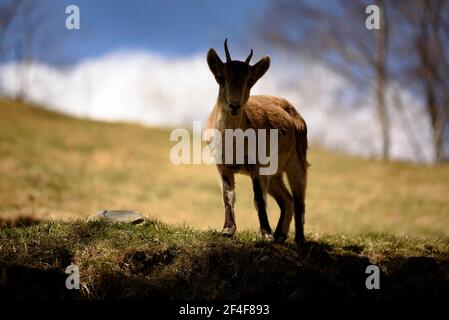 Iberian ibex (Capra pyrenaica) in the Molló Parc animal park (Ripollès, Catalonia, Spain, Pyrenees) ESP: Cabra ibérica o cabra montés en un parque Stock Photo