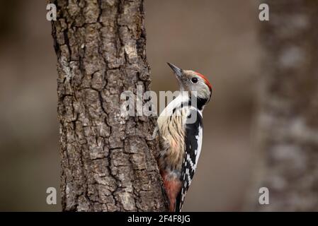 Middle spotted woodpecker (Dendrocoptes medius) photographed from a Wildwatching Spain hide in Aran Valley (Pyrenees, Catalonia, Spain) Stock Photo