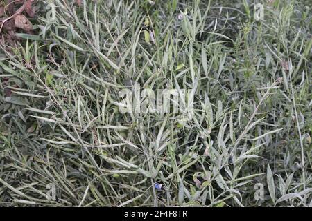 raw mustard stock on tree in firm for harvest Stock Photo