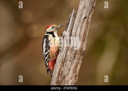Middle spotted woodpecker (Dendrocoptes medius) photographed from a Wildwatching Spain hide in Aran Valley (Pyrenees, Catalonia, Spain) Stock Photo