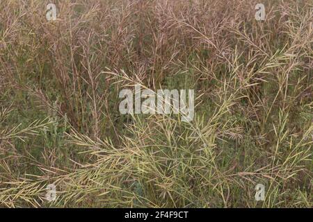 ripe mustard stock on tree in firm for harvest Stock Photo