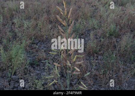 ripe mustard stock on tree in firm for harvest Stock Photo