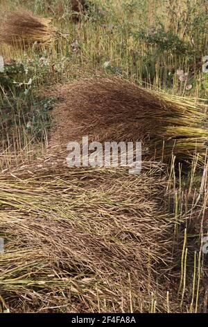 ripe mustard stock on firm for harvest Stock Photo