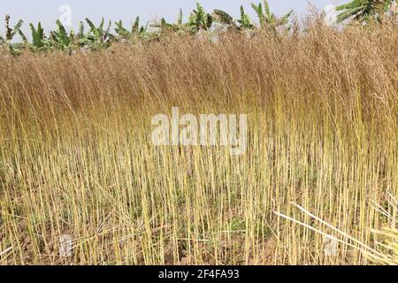 ripe mustard stock on firm for harvest Stock Photo