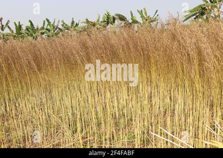 ripe mustard stock on firm for harvest Stock Photo