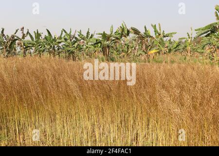 ripe mustard stock on firm for harvest Stock Photo