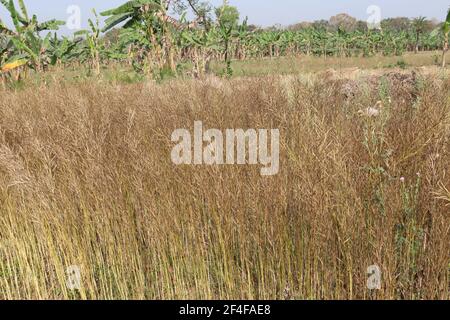 ripe mustard stock on firm for harvest Stock Photo