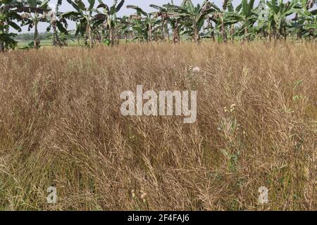 ripe mustard stock on firm for harvest Stock Photo