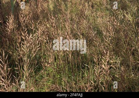 ripe mustard stock on firm for harvest Stock Photo