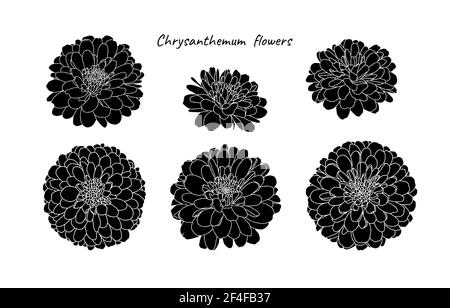 Set of silhouettes mini chrysanthemum flowers on white background. Hand drawn sketch, vector illustration. Decorative elements for cards, invitations Stock Vector