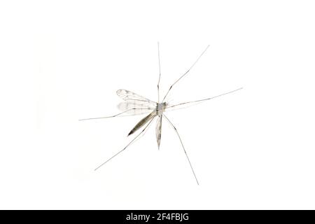Tipula  cranefly daddy longleg isolated on white background Stock Photo