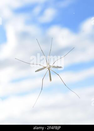 The cranefly Tipula paludosa sitting on a window showing underside Stock Photo