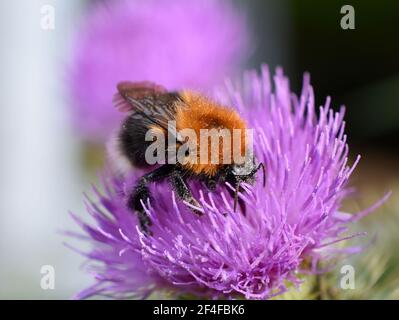 The bumblebee Bombus hypnorum collecting pollen in a thistle flower Stock Photo