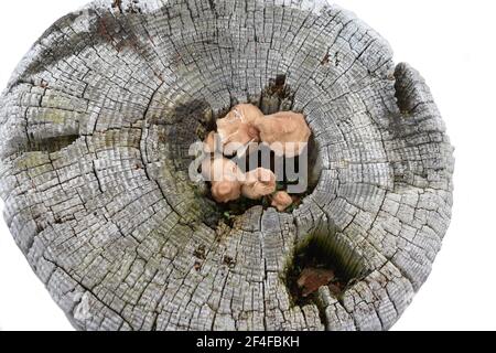 Fungus growing in a hole in a rotten stub Stock Photo
