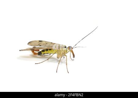 Common scorpion fly Panorpa communis on white background Stock Photo