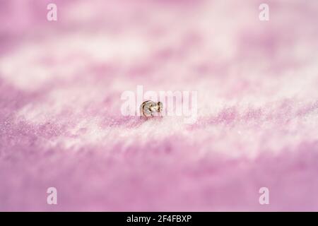 Brown tiny jumping spider sitting on a pink blanket Stock Photo