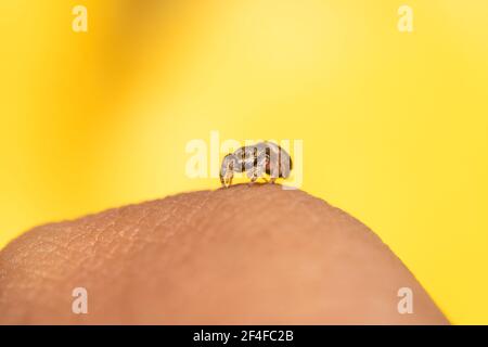 Brown tiny jumping spider sitting on a finger Stock Photo