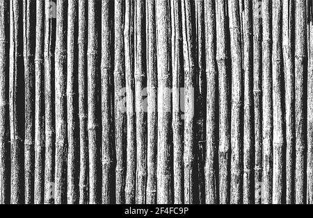 Distressed overlay bamboo, indian cane texture, grunge background. abstract halftone vector illustration Stock Vector