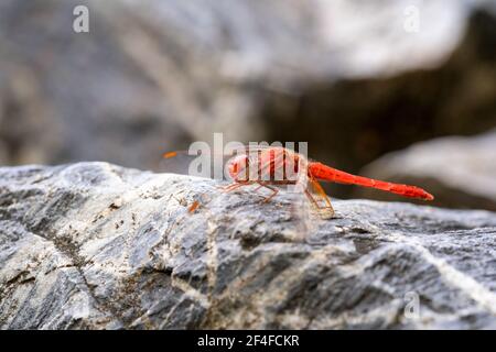 Side view shot of a red dragon fly sitting on a rock