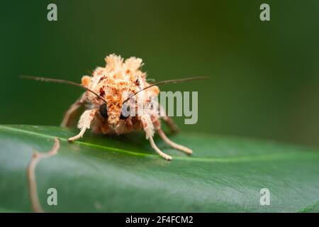 Orange and white spotted fluffy moth with built legs and pointy antennas Stock Photo