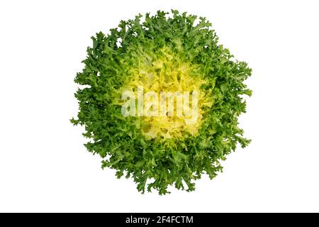 Endyve or frisee or cichorium endivia salad head top view isolated on white Stock Photo