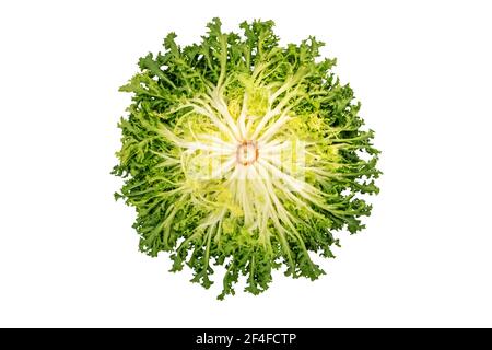 Cichorium endivia or endyve or frisee salad head back side isolated on white Stock Photo