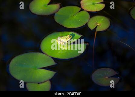 Frog on the pond. The frog basks in the sun sitting on a lotus leaf. Stock Photo