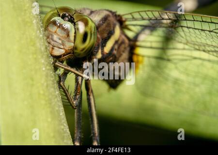 Light green dragon fly with big wings posing for the camera Stock Photo