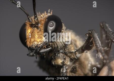 Mid body shot of a Golden digger/orange colour wasp Sphex ichneumoneus with water dew Stock Photo