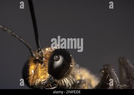 Golden digger/orange colour wasp Sphex ichneumoneus close up shot Stock Photo