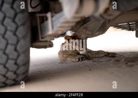 A lion cub sleeping under a safari vehicle Stock Photo