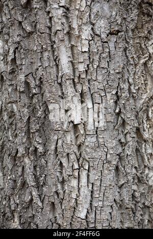 Bark of a real walnut tree (Juglans regia), Bavaria, Germany Stock Photo