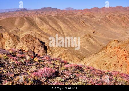 Blooming steppe flowers on the background of mountain valley with numerous ridges Stock Photo