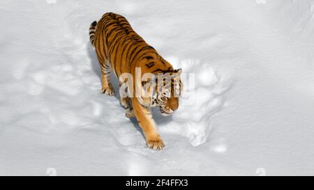 The Amur tiger is walking in the snow. View from above. Stock Photo