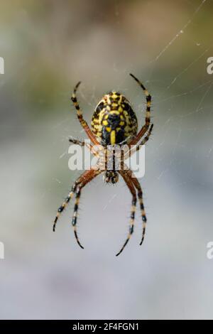 Oak leaf cross spider (Aculepeira ceropegia), Istria, Croatia Stock Photo