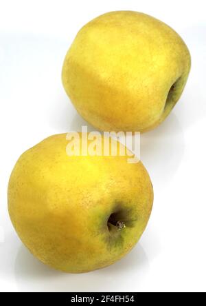 Malus domestica, cultivated apple (Malus domestica), free variety Stock Photo